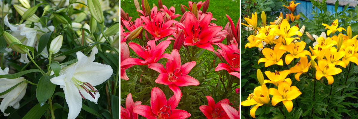 koláž lilie v zahradě